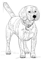 Hund – Beagle zeichnen lernen schritt für schritt tutorial 8