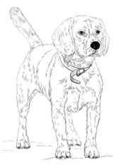 Hund – Beagle zeichnen lernen schritt für schritt tutorial 9