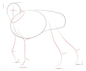 Hund – Boxer zeichnen lernen schritt für schritt tutorial 3