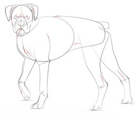 Hund – Boxer zeichnen lernen schritt für schritt tutorial 7