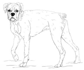 Hund – Boxer zeichnen lernen schritt für schritt tutorial 9