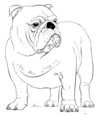 Hund – Bulldog zeichnen lernen schritt für schritt tutorial 9
