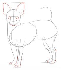 Hund – Chihuahua zeichnen lernen schritt für schritt tutorial 5