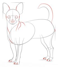 Hund – Chihuahua zeichnen lernen schritt für schritt tutorial 6