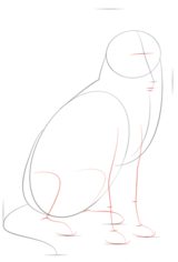 Hund – Collie 2 zeichnen lernen schritt für schritt tutorial 3