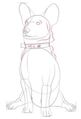 Hund – Corgi zeichnen lernen schritt für schritt tutorial 7