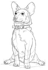 Hund – Corgi zeichnen lernen schritt für schritt tutorial 8