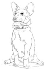 Hund – Corgi zeichnen lernen schritt für schritt tutorial 9