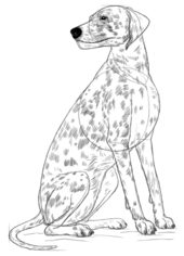 Hund – Dalmatiner zeichnen lernen schritt für schritt tutorial 7