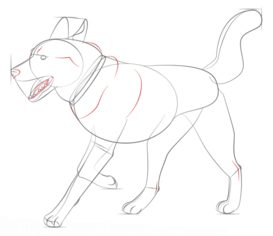 Hund – Husky zeichnen lernen schritt für schritt tutorial 7
