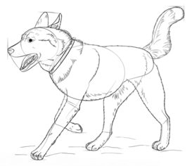 Hund – Husky zeichnen lernen schritt für schritt tutorial 8