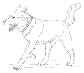 Hund – Husky zeichnen lernen schritt für schritt tutorial 9