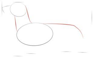 Hund - Dackel zeichnen lernen schritt für schritt tutorial 2