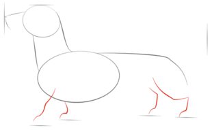 Hund - Dackel zeichnen lernen schritt für schritt tutorial 3