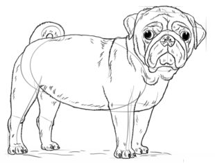 Hund – Mops zeichnen lernen schritt für schritt tutorial 7