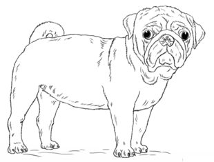 Hund – Mops zeichnen lernen schritt für schritt tutorial 8