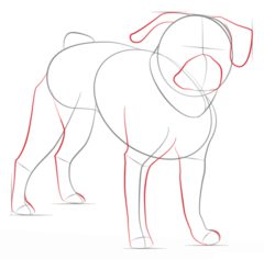 Hund – Mops 2 zeichnen lernen schritt für schritt tutorial 4