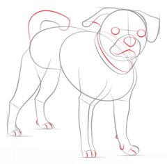 Hund – Mops 2 zeichnen lernen schritt für schritt tutorial 5