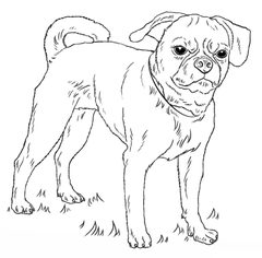 Hund – Mops 2 zeichnen lernen schritt für schritt tutorial 8