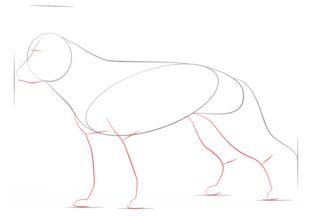 Hund - Schäferhund zeichnen lernen schritt für schritt tutorial 3