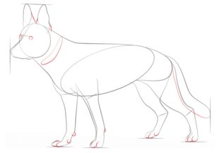 Hund - Schäferhund zeichnen lernen schritt für schritt tutorial 5