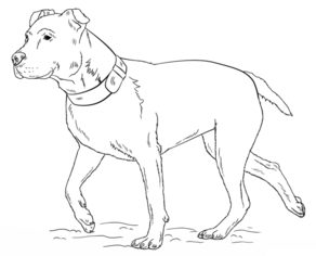 Hund – Pitbull zeichnen lernen schritt für schritt tutorial 9