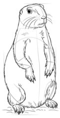 Prärierhund zeichnen lernen schritt für schritt tutorial 7