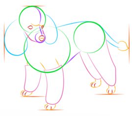 Hund – Pudel zeichnen lernen schritt für schritt tutorial 6