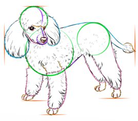 Hund – Pudel zeichnen lernen schritt für schritt tutorial 7