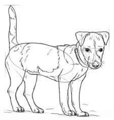Hund - Terrier zeichnen lernen schritt für schritt tutorial 7