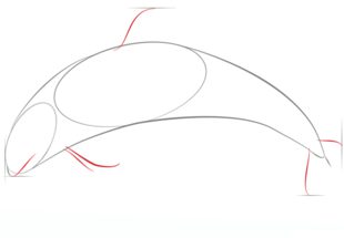Schwertwal zeichnen lernen schritt für schritt tutorial 3