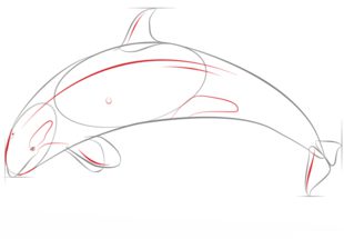 Schwertwal zeichnen lernen schritt für schritt tutorial 5