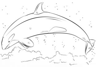 Schwertwal zeichnen lernen schritt für schritt tutorial 7
