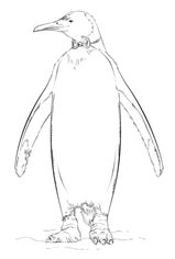 Pinguin 2 zeichnen lernen schritt für schritt tutorial 9