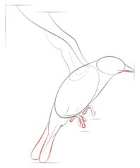 Vogel - Hüttensänger zeichnen lernen schritt für schritt tutorial 5