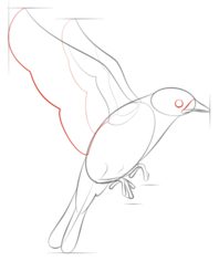 Vogel - Hüttensänger zeichnen lernen schritt für schritt tutorial 6