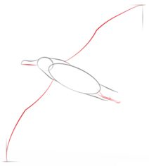 Vogel - Albatros zeichnen lernen schritt für schritt tutorial 3