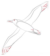 Vogel - Albatros zeichnen lernen schritt für schritt tutorial 6