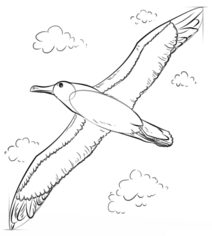 Vogel - Albatros zeichnen lernen schritt für schritt tutorial 7