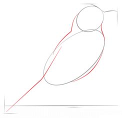 Vogel - Drossel zeichnen lernen schritt für schritt tutorial 2