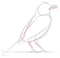 Vogel - Drossel zeichnen lernen schritt für schritt tutorial 4
