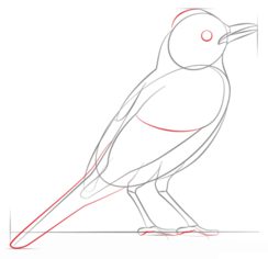 Vogel - Drossel zeichnen lernen schritt für schritt tutorial 5