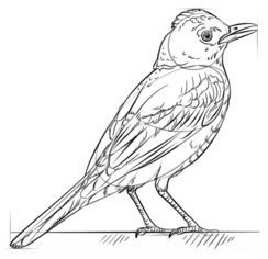 Vogel - Drossel zeichnen lernen schritt für schritt tutorial 7