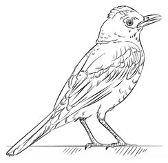Vogel - Drossel zeichnen lernen schritt für schritt tutorial 8
