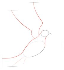 Vogel - Taube zeichnen lernen schritt für schritt tutorial 2