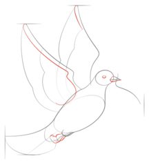 Vogel - Taube zeichnen lernen schritt für schritt tutorial 5