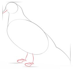 Vogel - Taube 2 zeichnen lernen schritt für schritt tutorial 3
