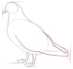 Vogel - Taube 2 zeichnen lernen schritt für schritt tutorial 4