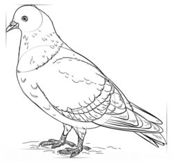 Vogel - Taube 2 zeichnen lernen schritt für schritt tutorial 7