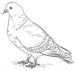 Vogel - Taube 2 zeichnen lernen schritt für schritt tutorial 8